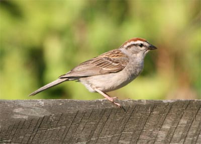 Chipping Sparrow