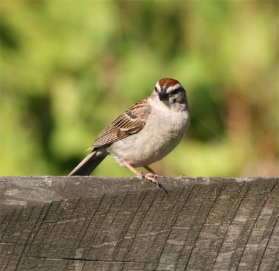 Chipping Sparrow