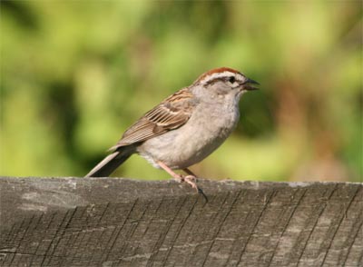 Chipping Sparrow