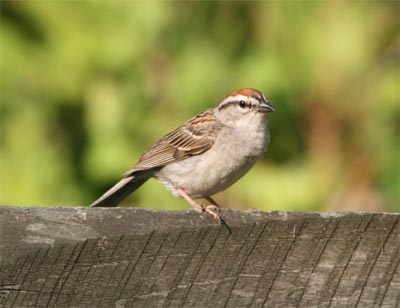 Chipping Sparrow