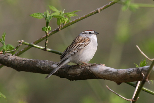 Chipping Sparrow