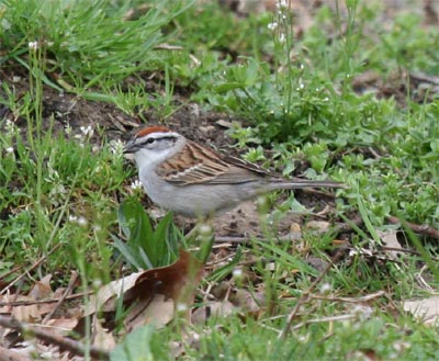 Chipping Sparrow