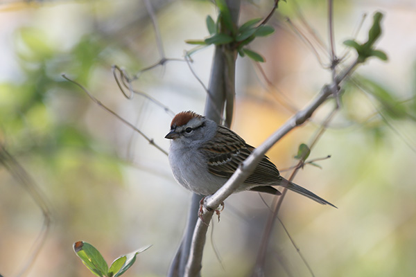 Chipping Sparrow