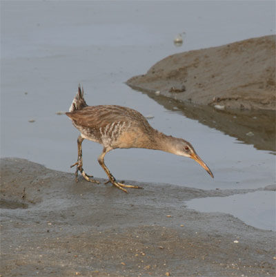 Clapper Rail