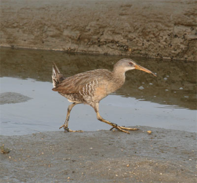 Clapper Rail