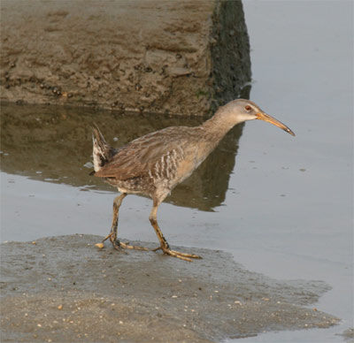 Clapper Rail