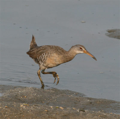 Clapper Rail