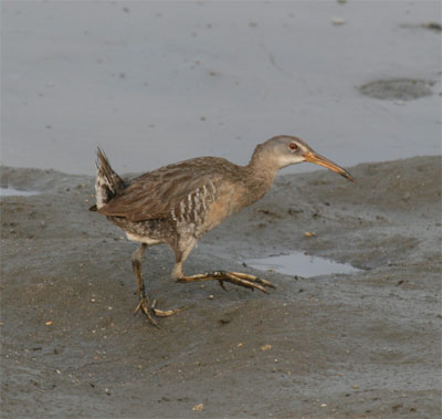 Clapper Rail