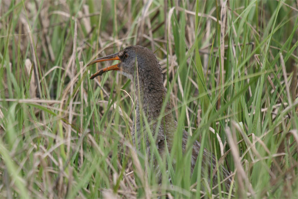 Clapper Rail