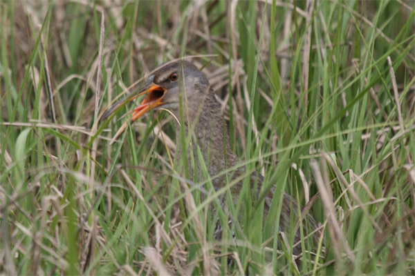 Clapper Rail