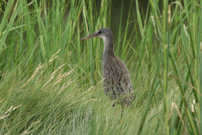 Clapper Rail