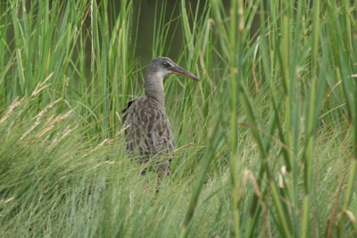 Clapper Rail