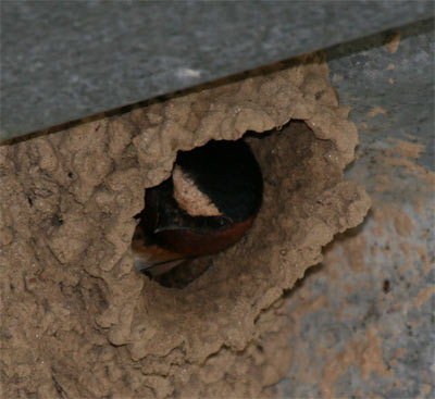 Cliff Swallow nest