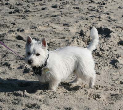 Comet on beach