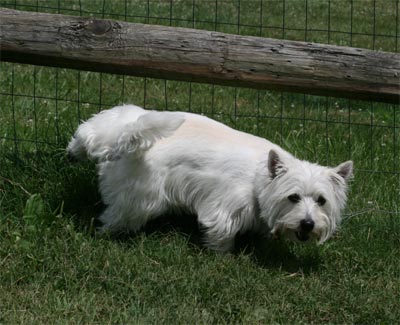 Comet at dog park