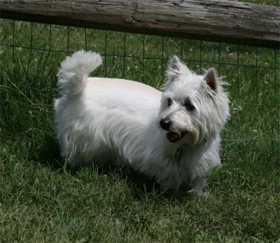 Comet at dog park