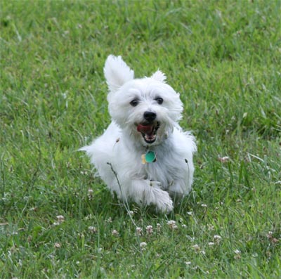 Comet at dog park