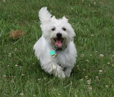 Comet at dog park