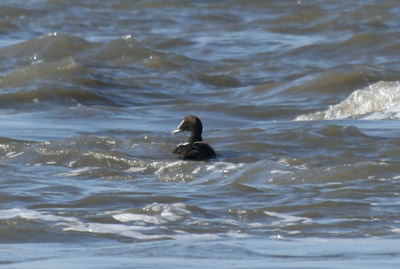 Common Eider