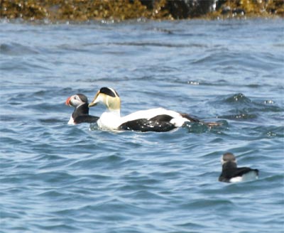 Common Eider