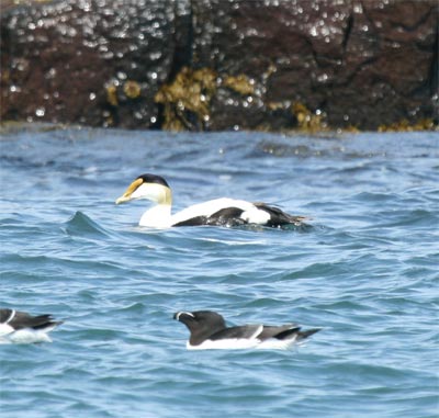 Common Eider