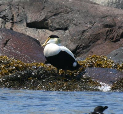 Common Eider