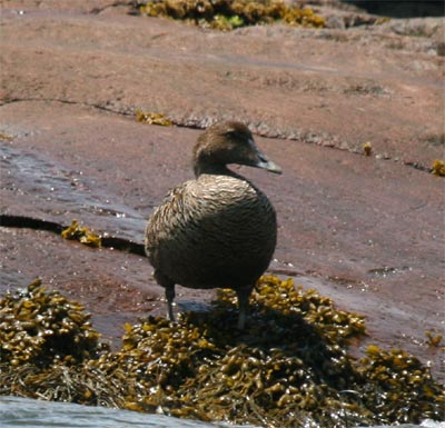 Common Eider