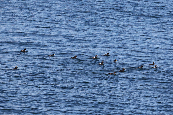 Common Eider