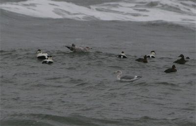 Common Eider