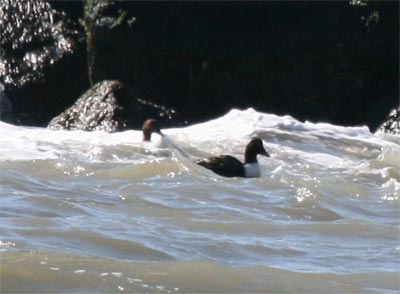 Common Eider