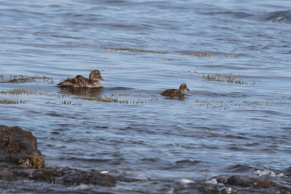 Common Eider