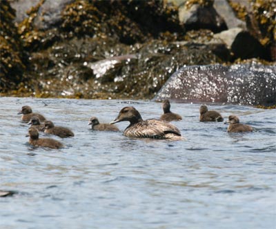 Common Eider