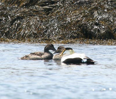 Common Eider