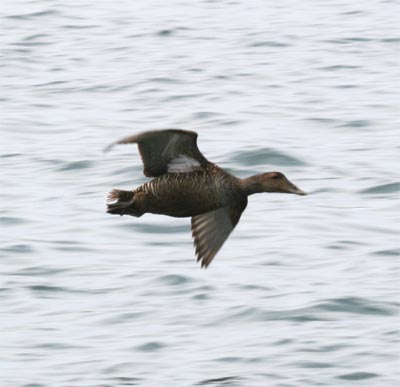 Common Eider