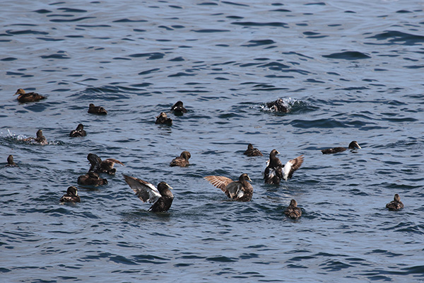 Common Eider