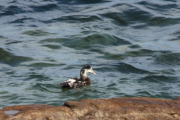 Common Eider