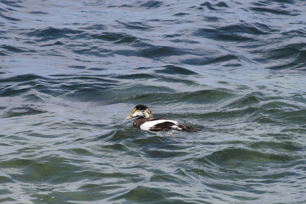 Common Eider