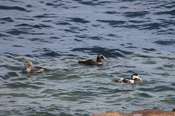 Common Eider