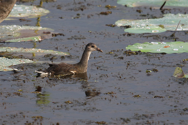 Common Gallinule