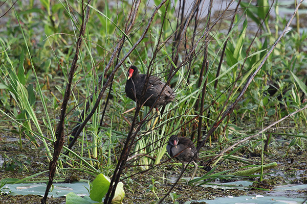 Common Gallinule