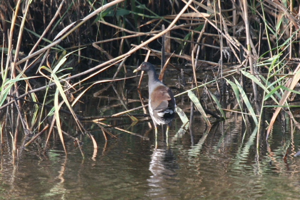 Common Gallinule