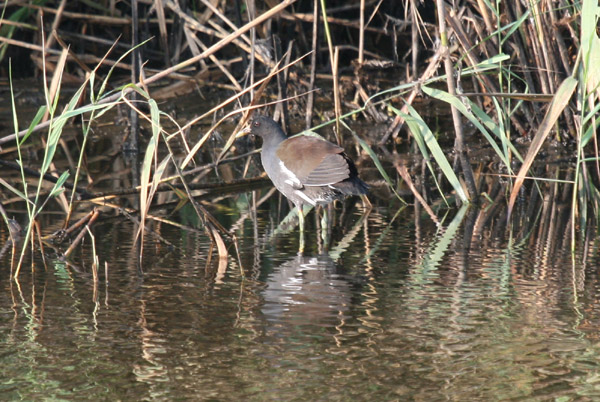 Common Gallinule