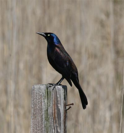 Grackle