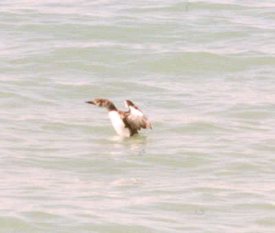 Common Loon