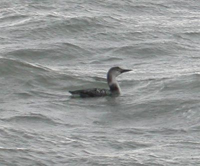 Common Loon