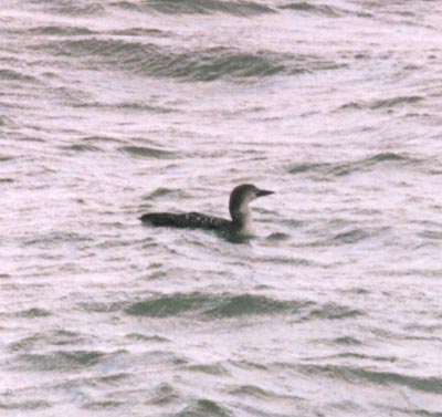 Common Loon