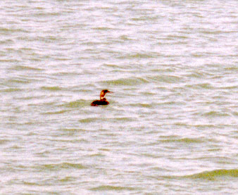 Common Loon