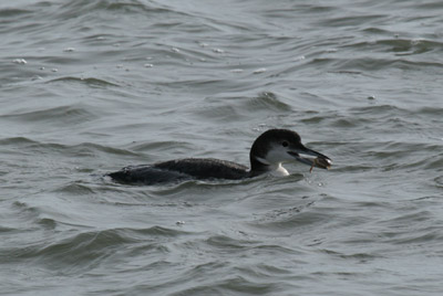 Common Loon