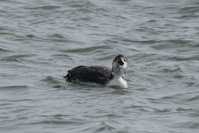 Common Loon