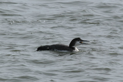 Common Loon